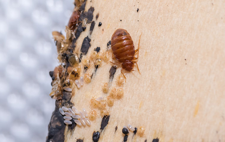 Detail Images Of Bed Bug Nomer 28