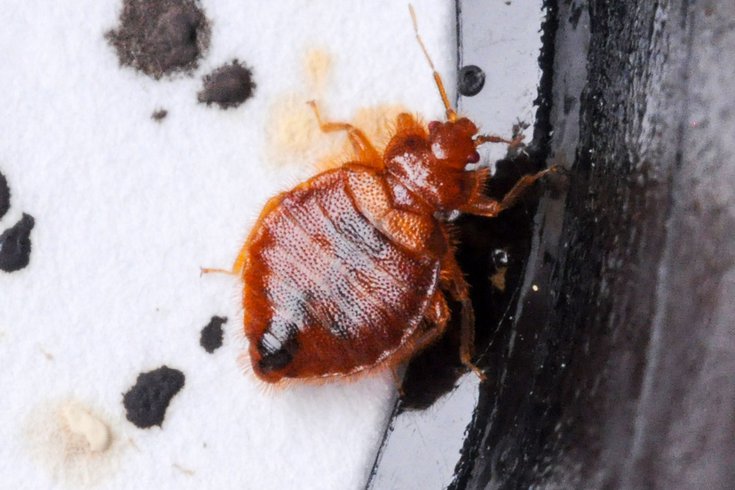 Detail Images Of Bed Bug Nomer 38