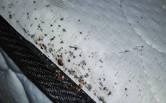 Images Of Bed Bugs On A Bed - KibrisPDR