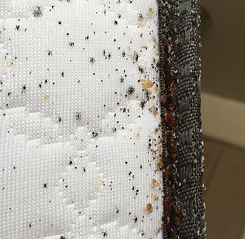 Detail Images Of Bed Bugs On A Bed Nomer 2