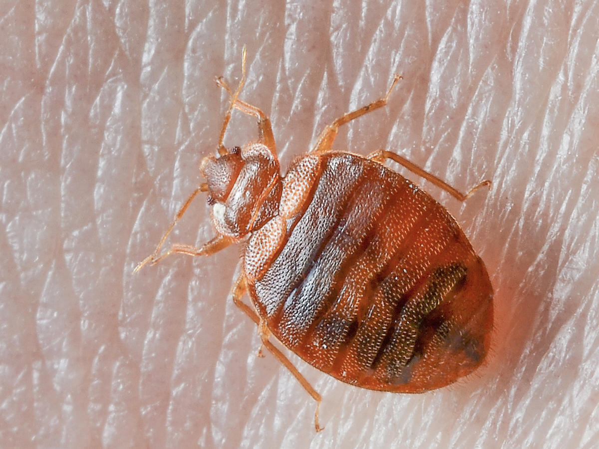 Detail Images Of Bed Bugs On A Bed Nomer 12