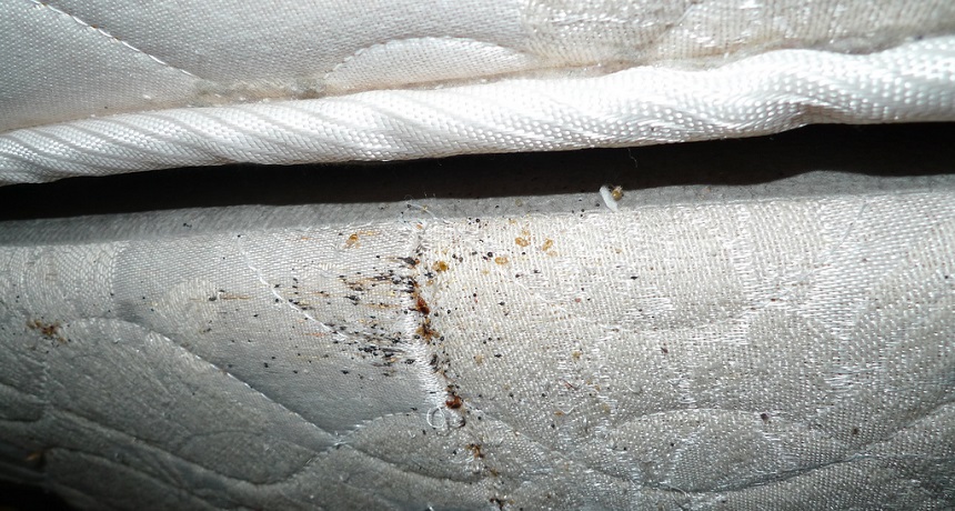 Detail Images Of Bed Bugs On A Bed Nomer 13