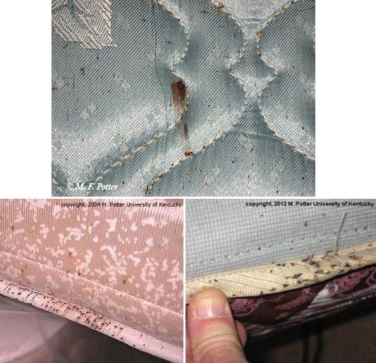 Detail Images Of Bed Bugs On A Bed Nomer 15