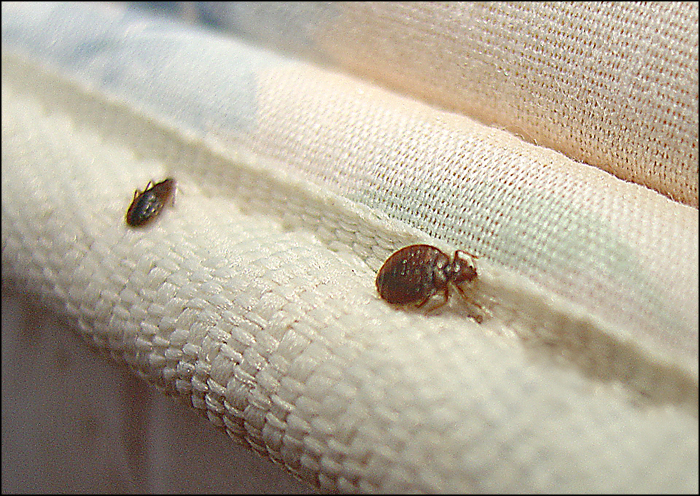 Detail Images Of Bed Bugs On A Bed Nomer 16