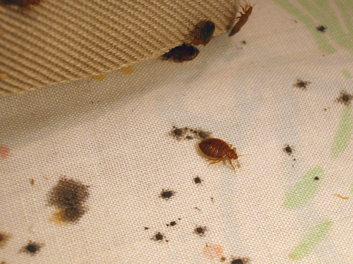 Detail Images Of Bed Bugs On A Bed Nomer 3