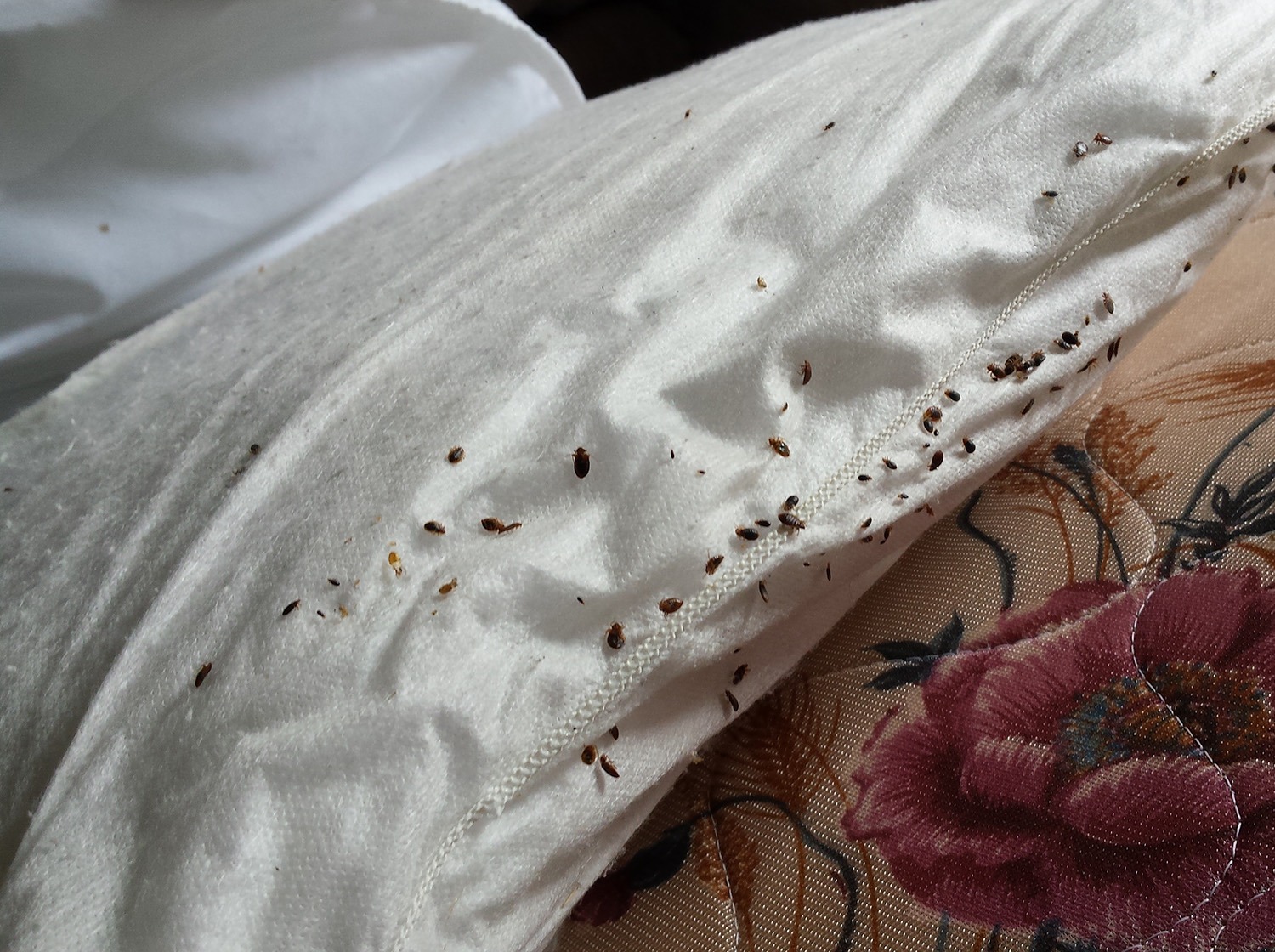 Detail Images Of Bed Bugs On A Bed Nomer 19