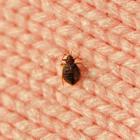 Detail Images Of Bed Bugs On A Bed Nomer 20