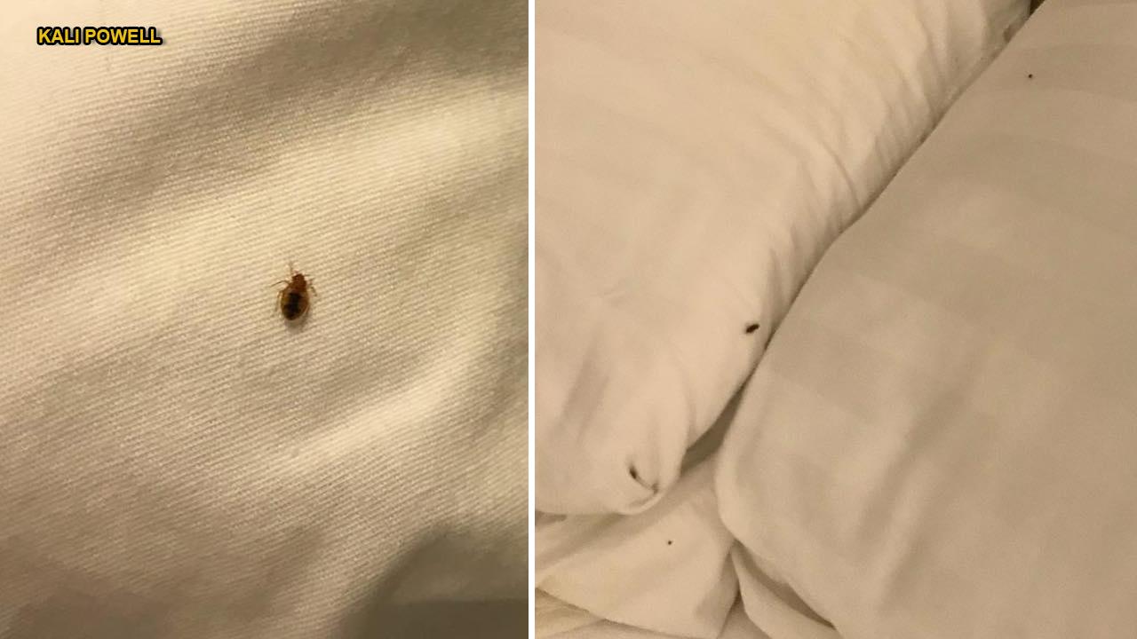 Detail Images Of Bed Bugs On A Bed Nomer 24