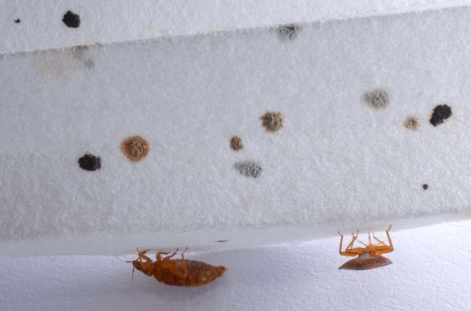 Detail Images Of Bed Bugs On A Bed Nomer 25