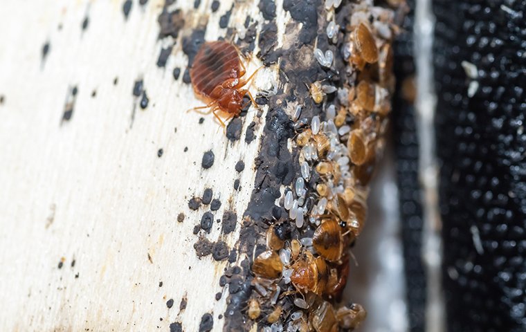 Detail Images Of Bed Bugs On A Bed Nomer 27