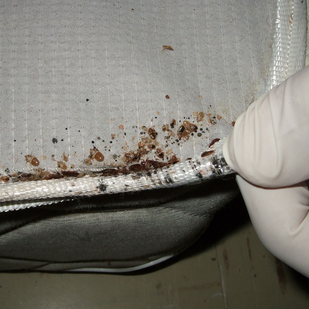 Detail Images Of Bed Bugs On A Bed Nomer 4
