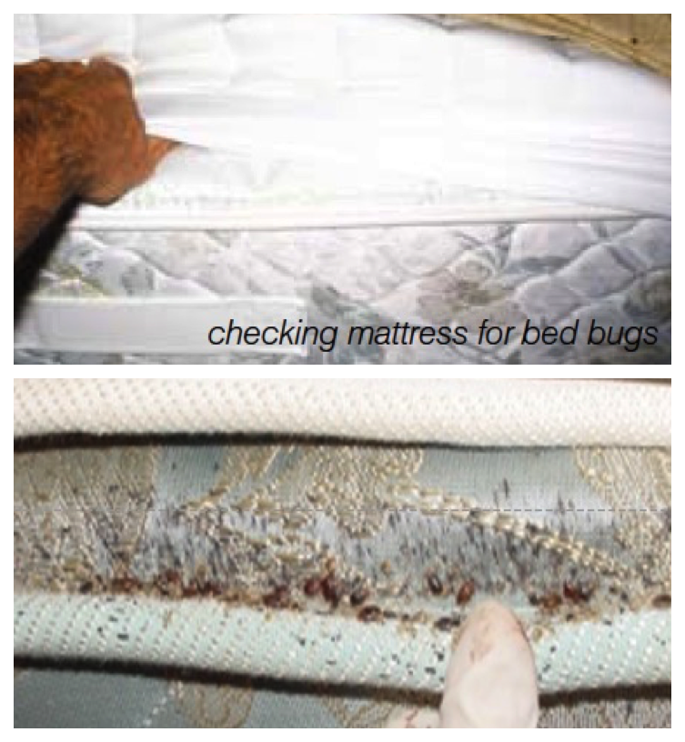 Detail Images Of Bed Bugs On A Bed Nomer 30