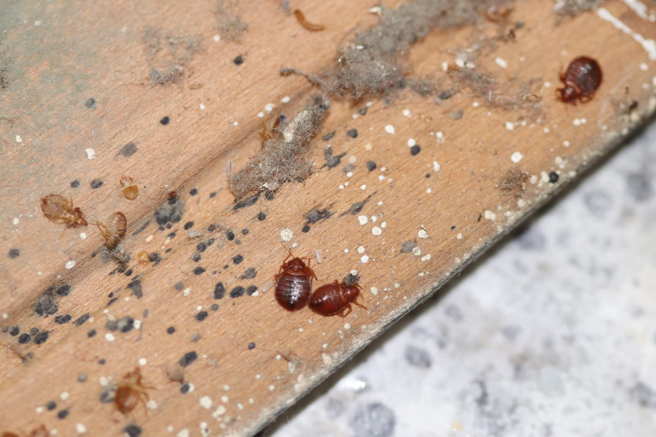 Detail Images Of Bed Bugs On A Bed Nomer 32