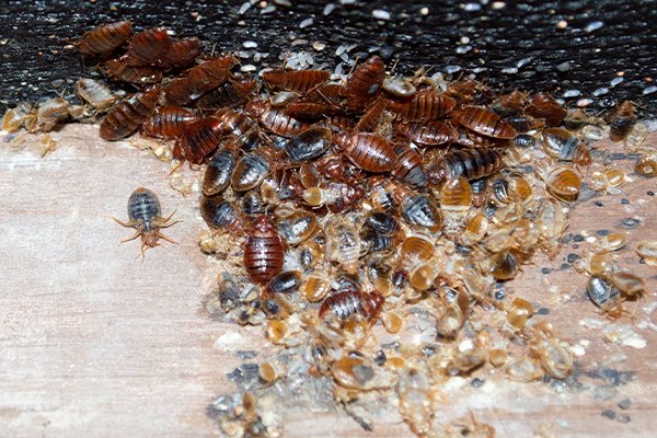 Detail Images Of Bed Bugs On A Bed Nomer 33