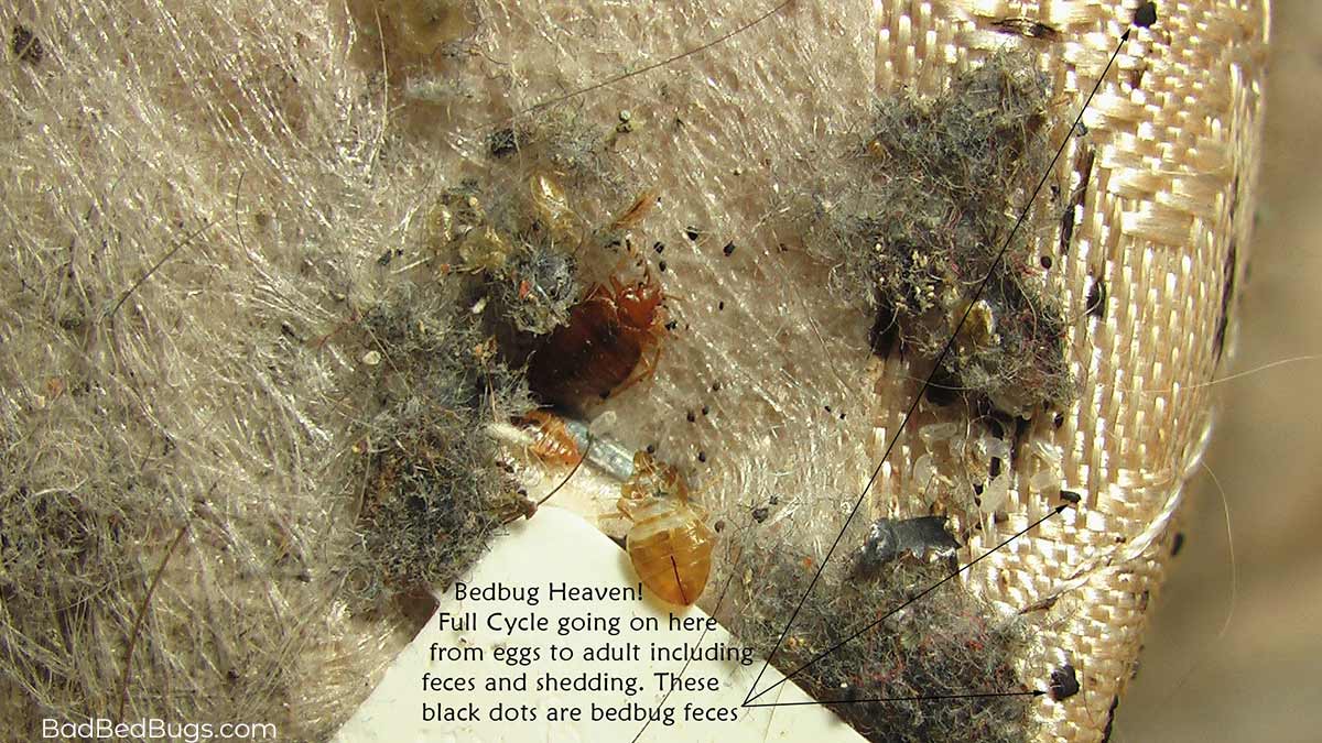 Detail Images Of Bed Bugs On A Bed Nomer 37