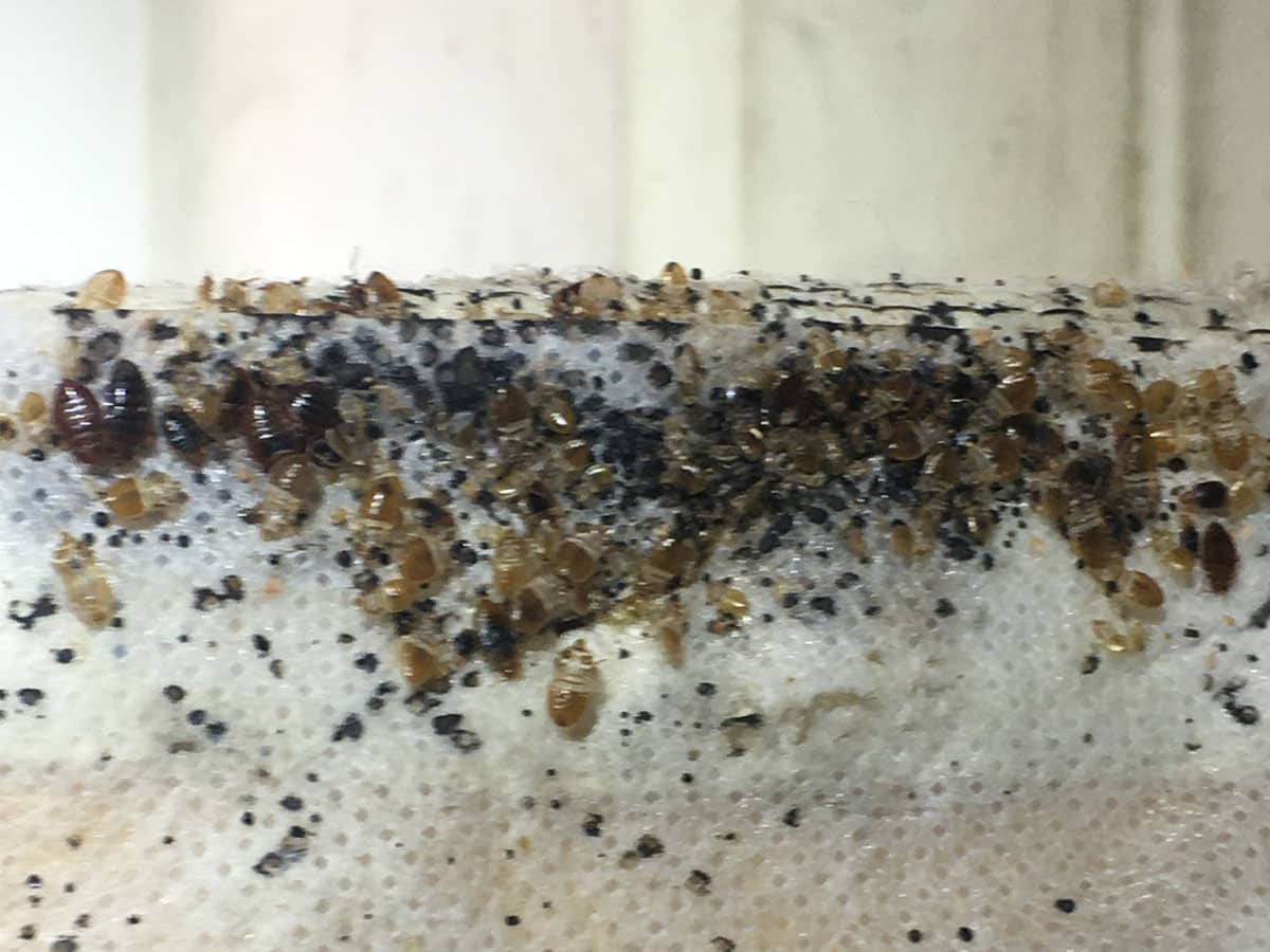 Detail Images Of Bed Bugs On A Bed Nomer 43