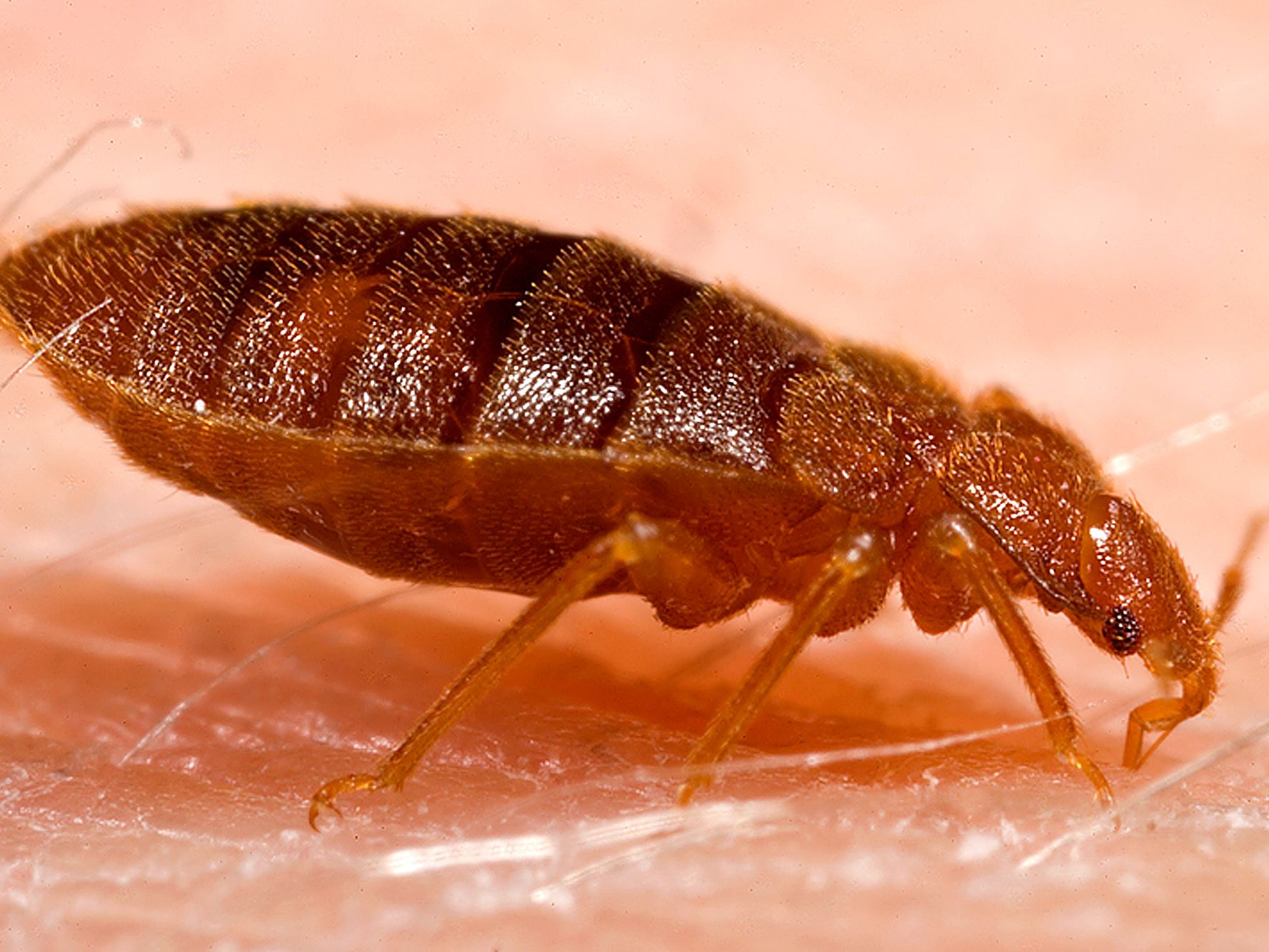 Detail Images Of Bed Bugs On A Bed Nomer 45