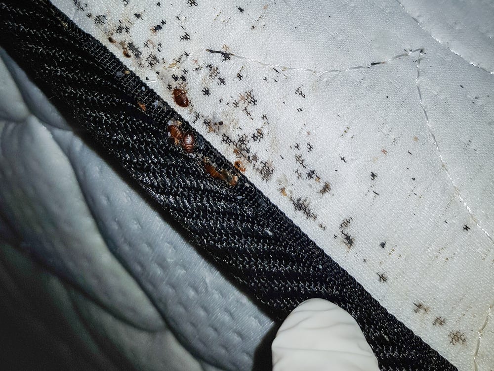 Detail Images Of Bed Bugs On A Bed Nomer 6