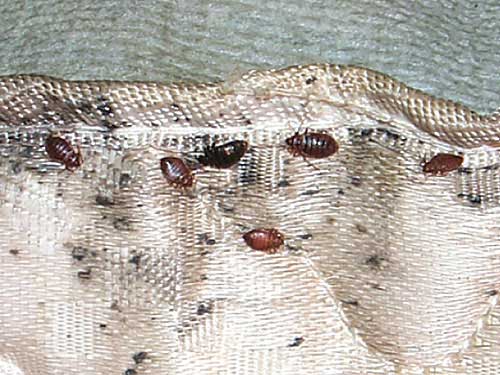 Detail Images Of Bed Bugs On A Bed Nomer 50