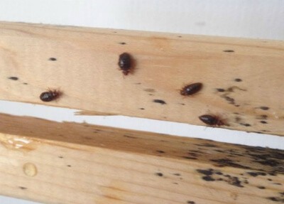 Detail Images Of Bed Bugs On A Bed Nomer 52