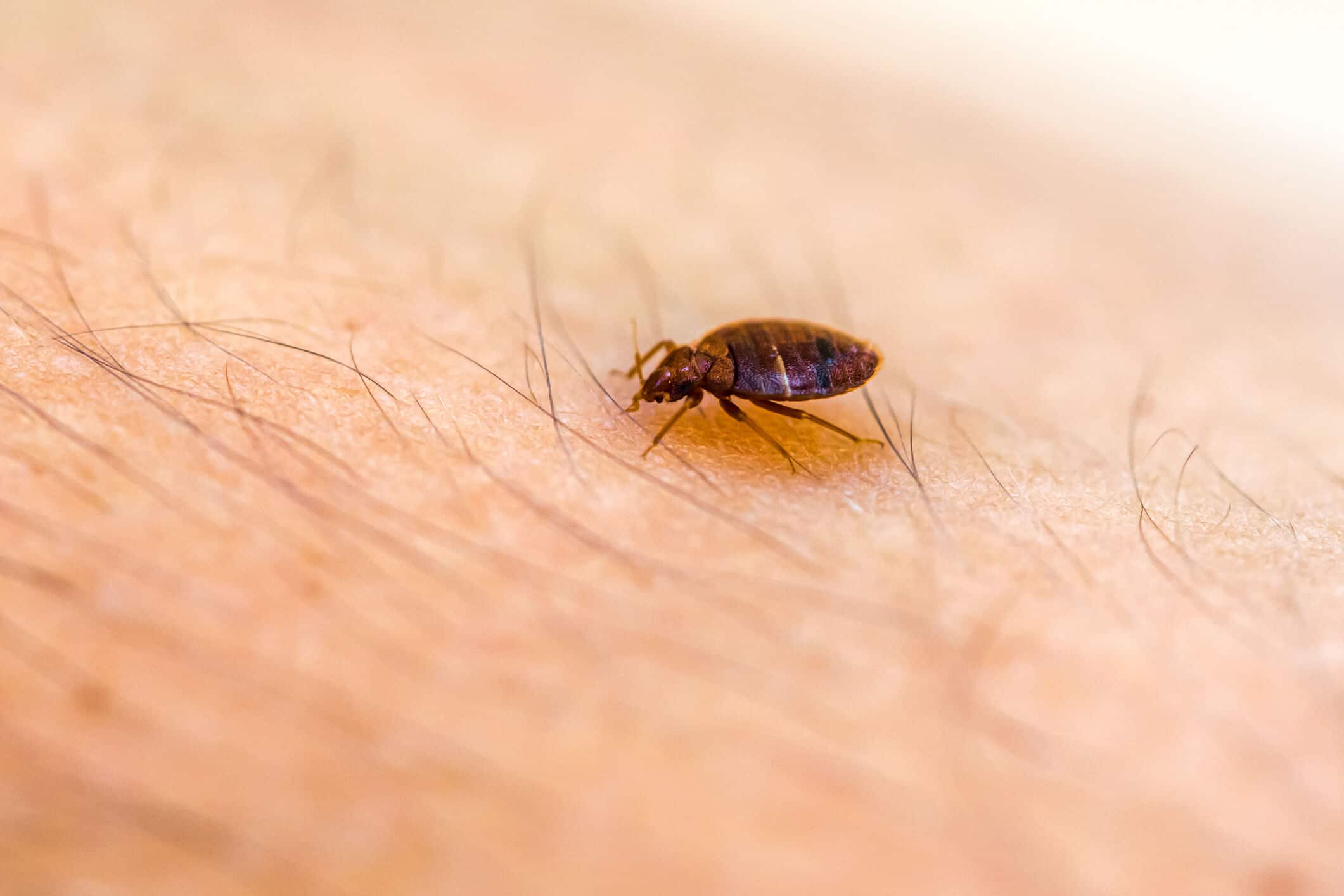 Detail Images Of Bed Bugs On A Bed Nomer 53