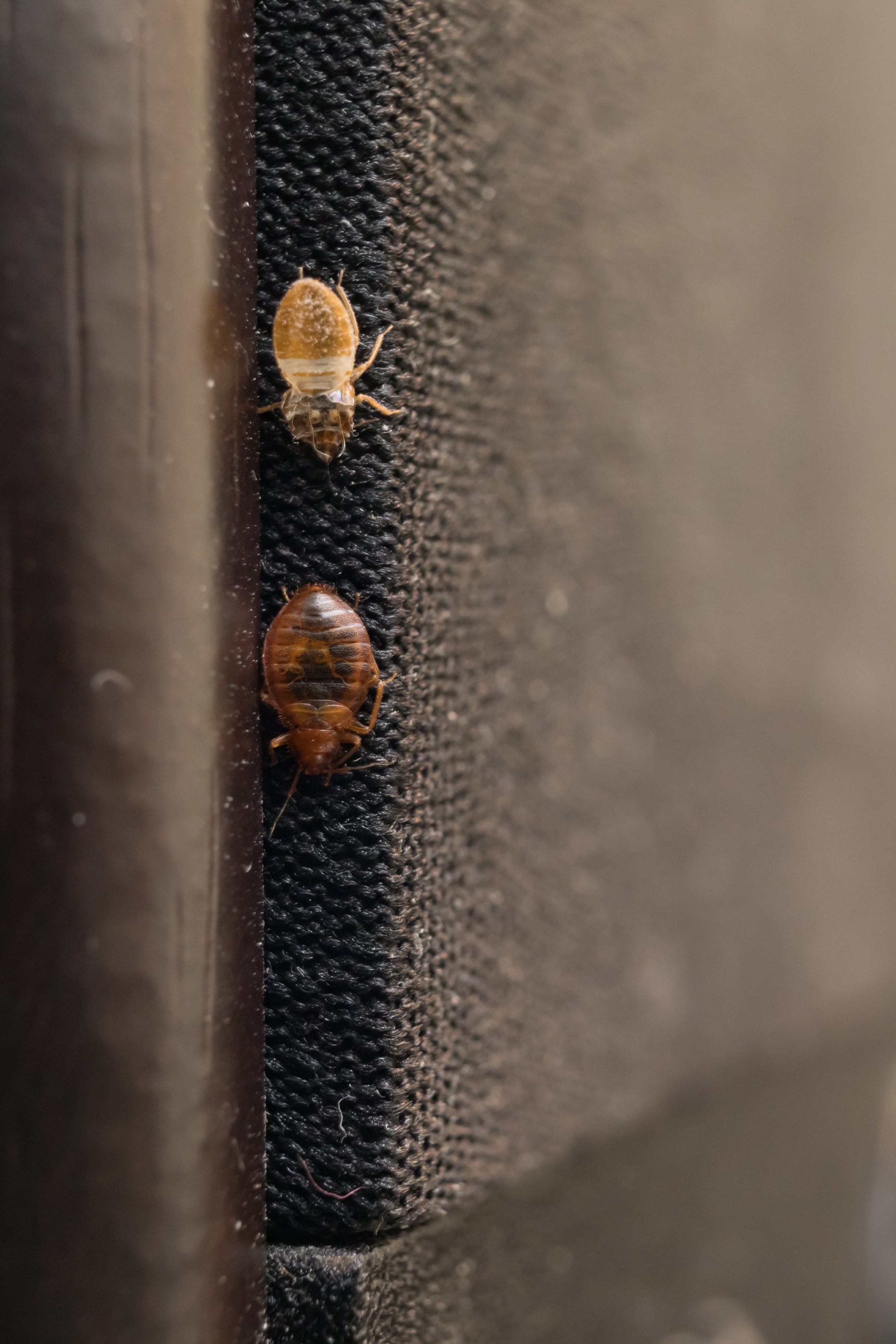 Detail Images Of Bed Bugs On A Bed Nomer 54