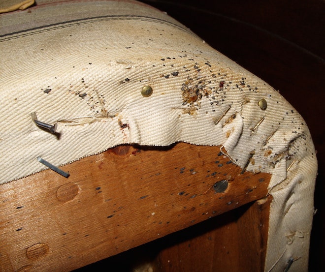 Detail Images Of Bed Bugs On A Bed Nomer 8