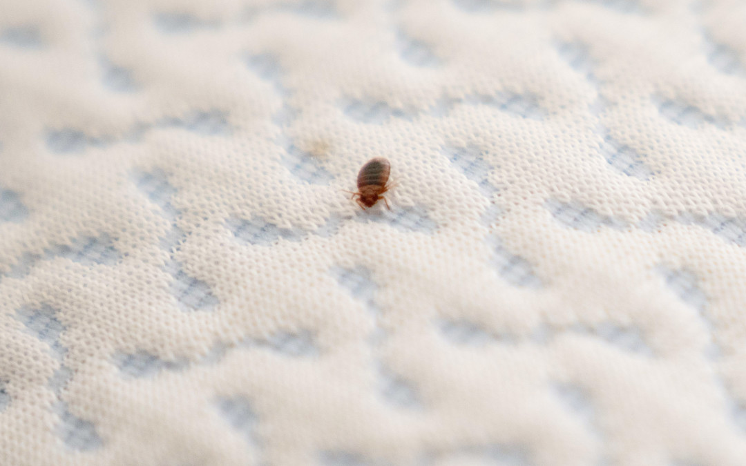 Detail Images Of Bed Bugs On A Bed Nomer 10