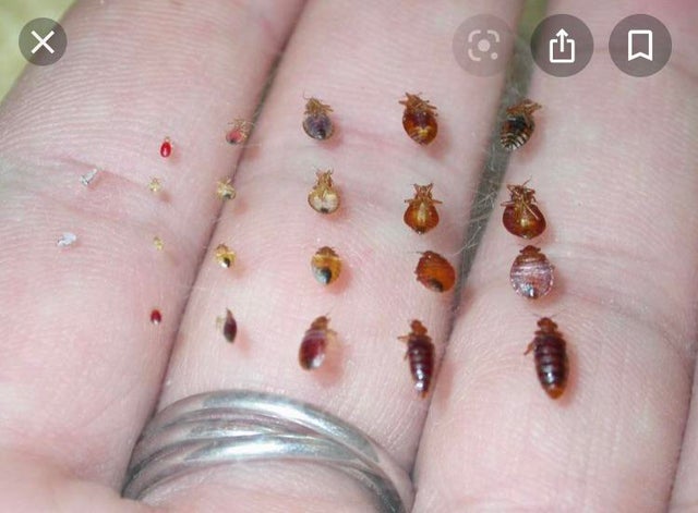 Detail Images Of Bedbugs Nomer 15