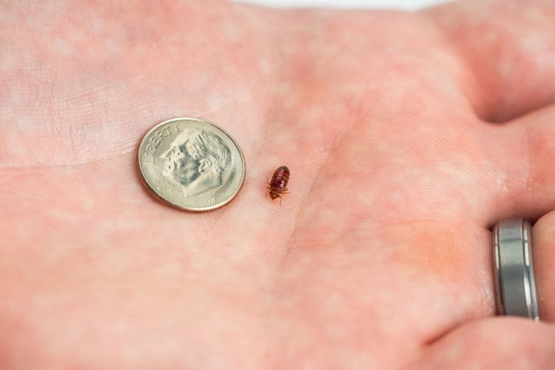 Detail Images Of Bedbugs Nomer 22