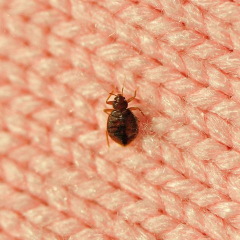 Detail Images Of Bedbugs Nomer 23