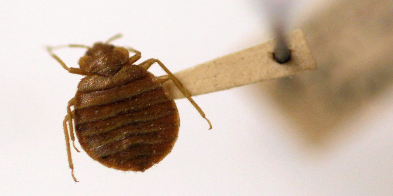 Detail Images Of Bedbugs Nomer 24