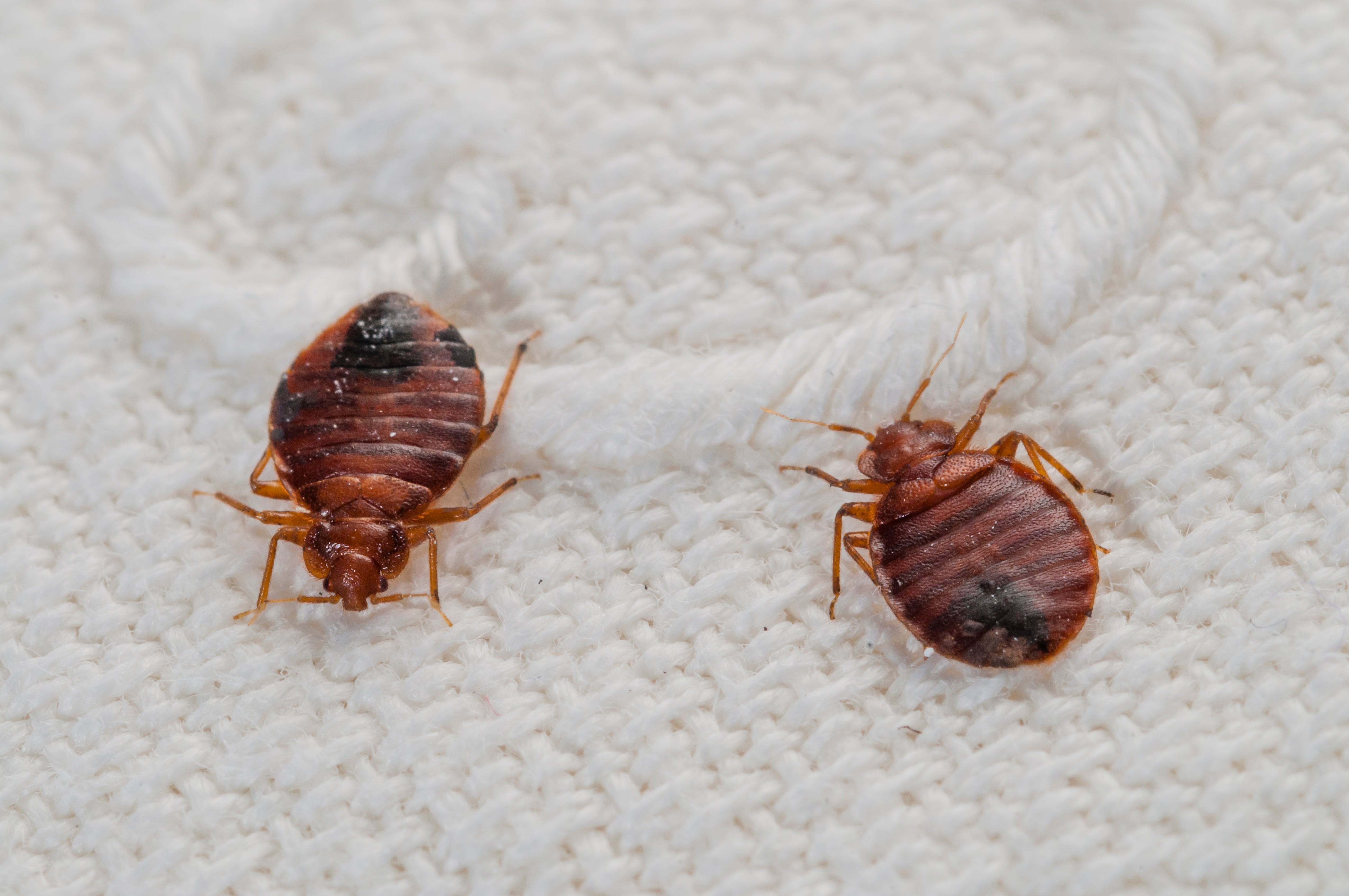 Detail Images Of Bedbugs Nomer 3