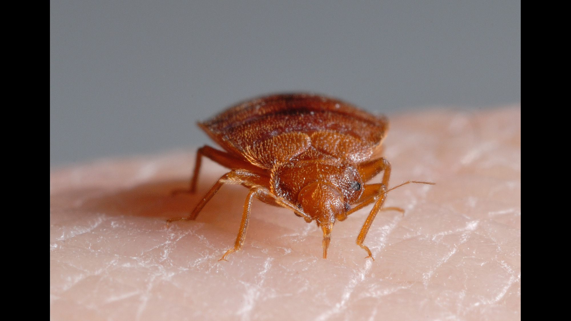 Detail Images Of Bedbugs Nomer 34