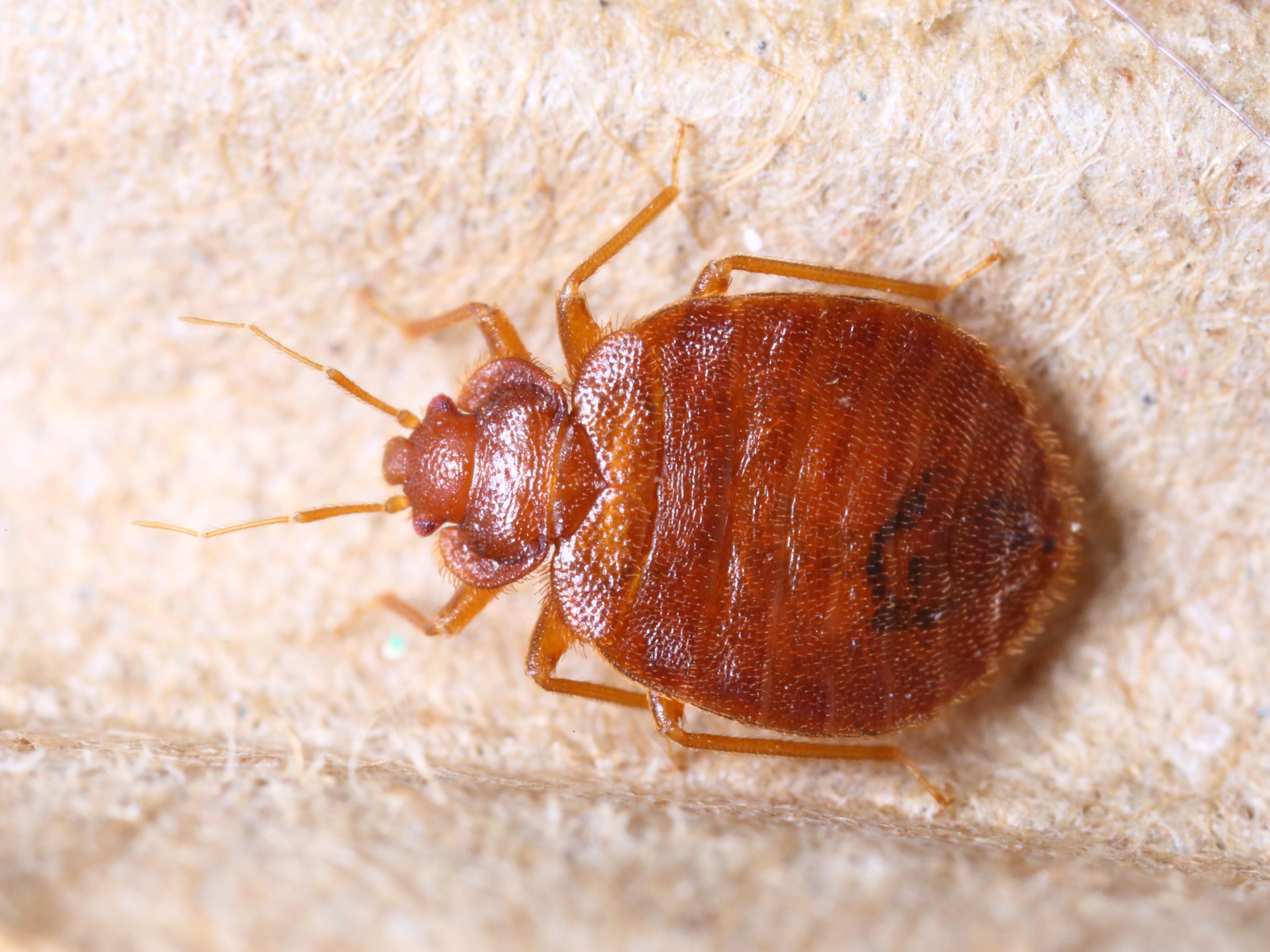 Detail Images Of Bedbugs Nomer 37