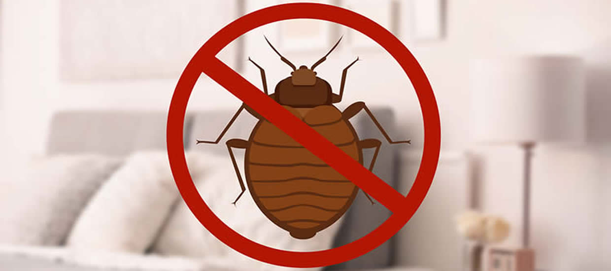 Detail Images Of Bedbugs Nomer 53