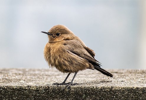 Detail Images Of Bird Nomer 34