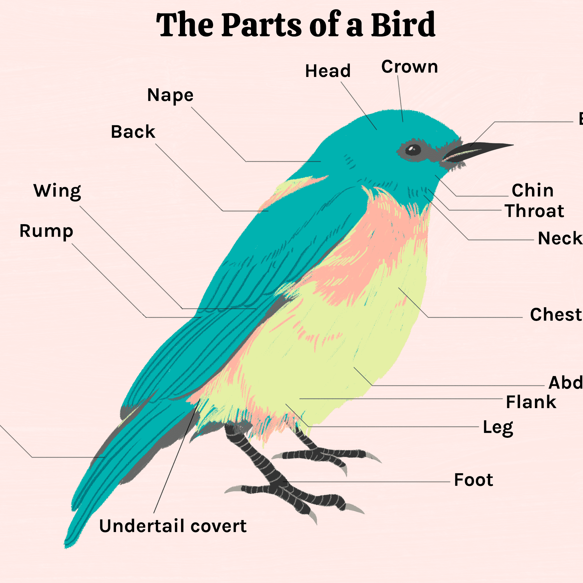 Detail Images Of Bird Nomer 45