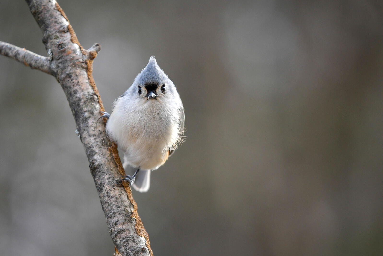 Detail Images Of Bird Nomer 10