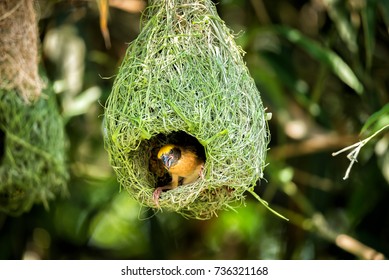 Detail Images Of Bird Nests Nomer 11