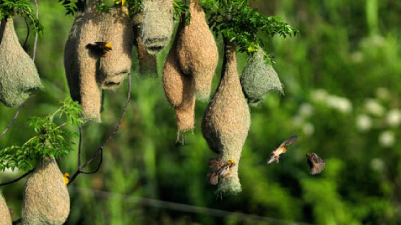 Detail Images Of Bird Nests Nomer 21