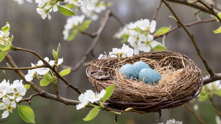 Detail Images Of Bird Nests Nomer 22