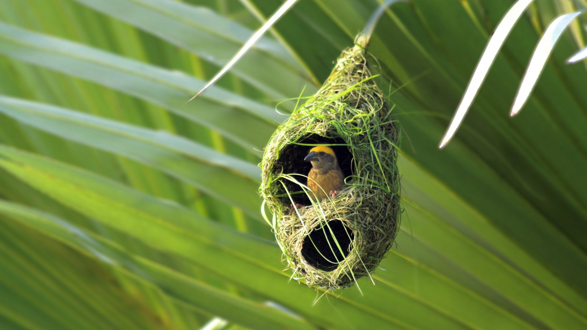 Detail Images Of Bird Nests Nomer 24