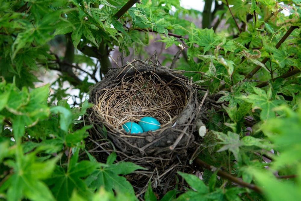 Detail Images Of Bird Nests Nomer 27