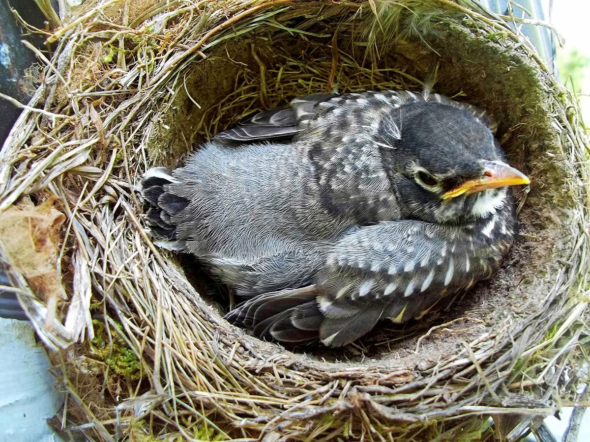 Detail Images Of Bird Nests Nomer 4