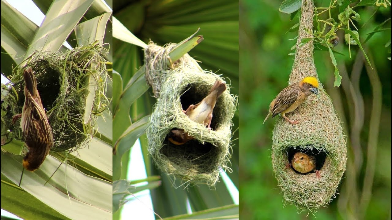 Detail Images Of Bird Nests Nomer 28