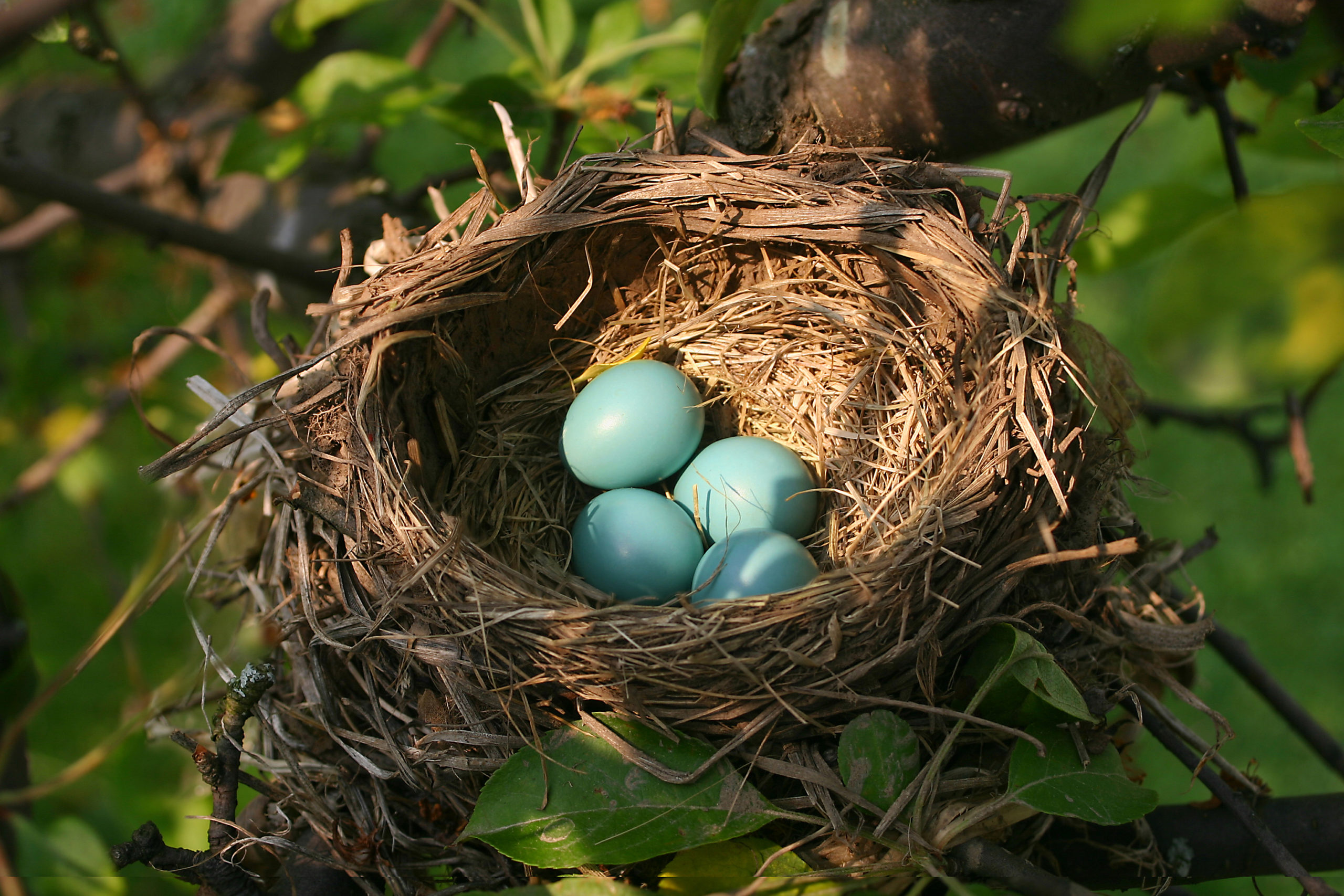 Detail Images Of Bird Nests Nomer 37