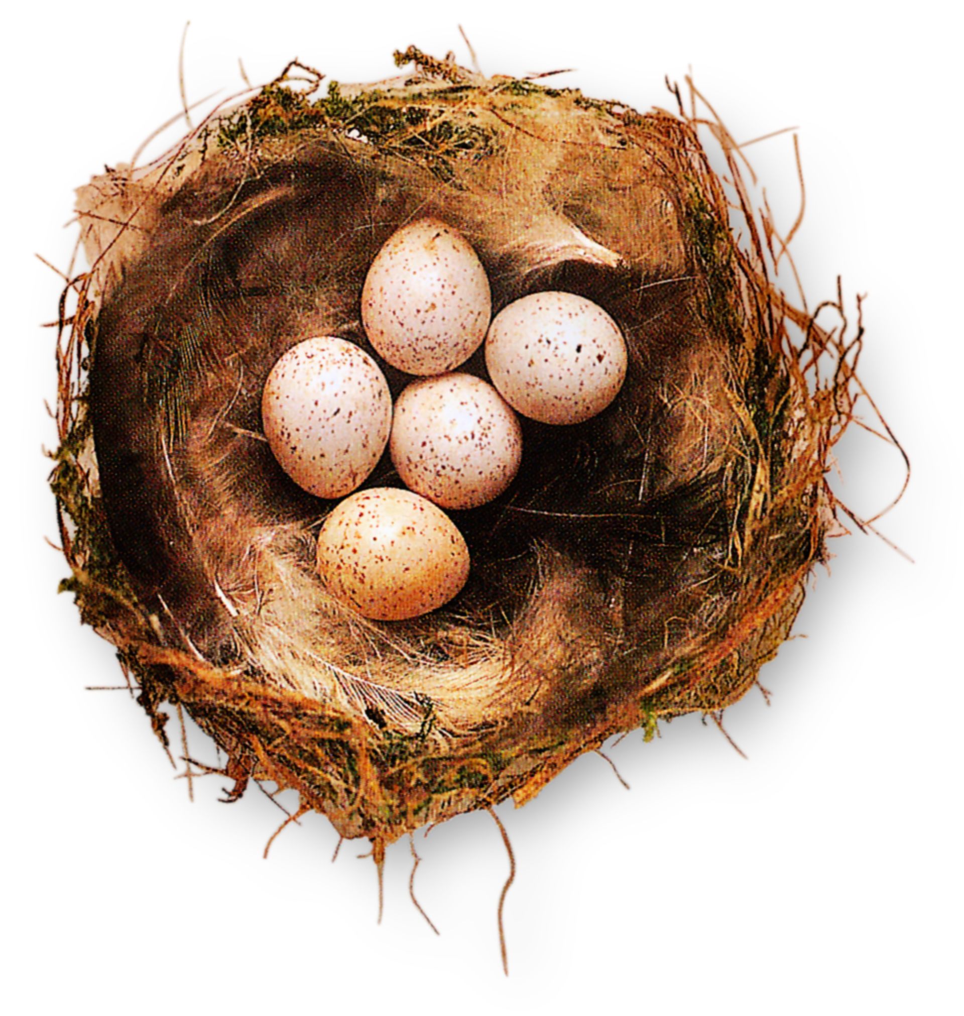 Detail Images Of Bird Nests Nomer 40