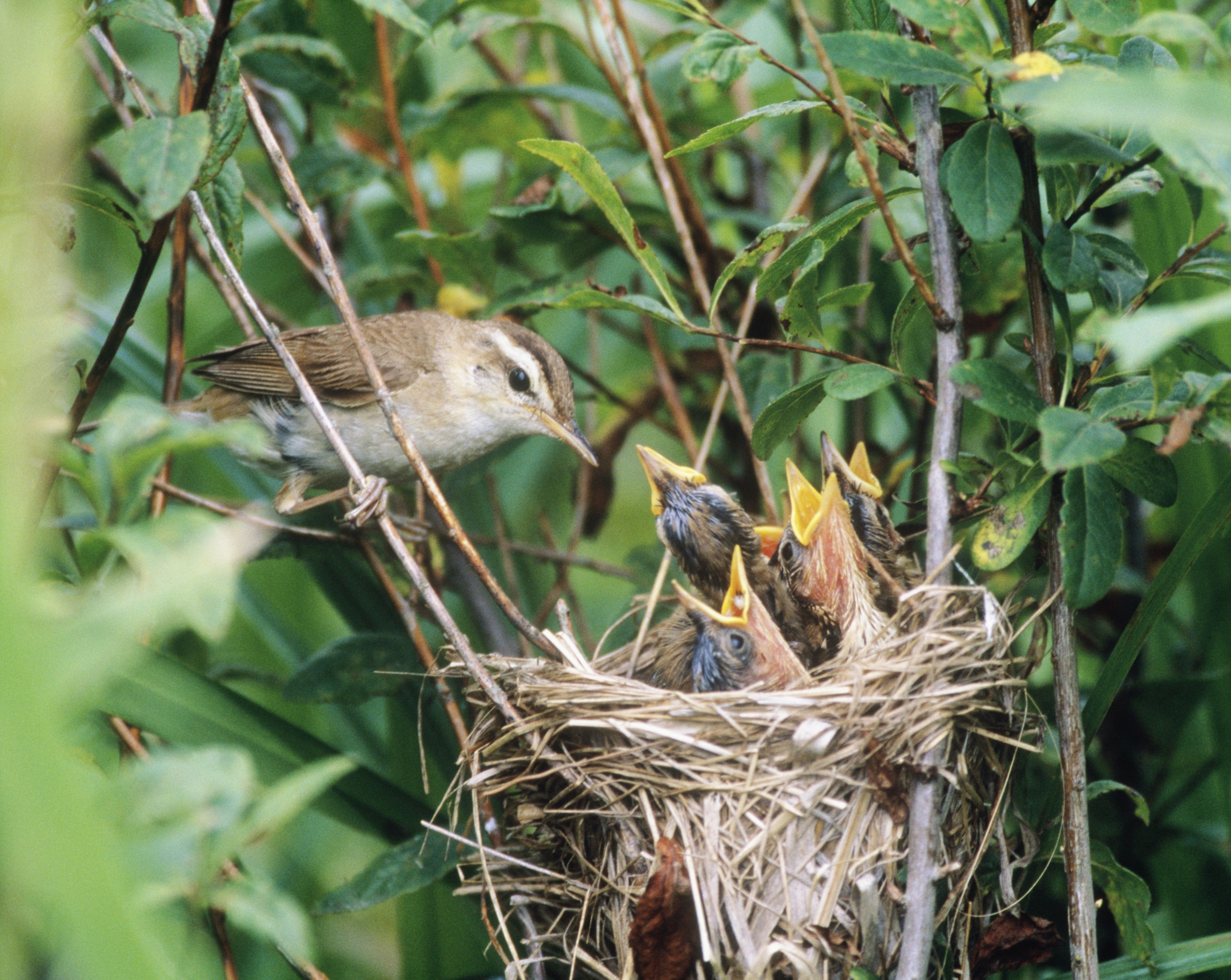 Detail Images Of Bird Nests Nomer 42