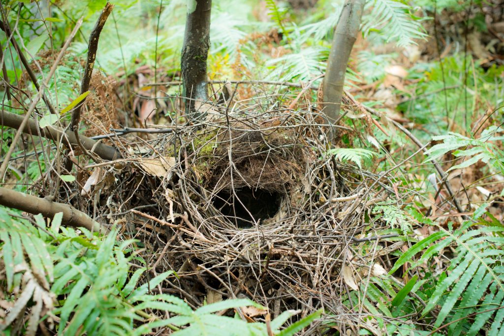 Detail Images Of Bird Nests Nomer 44